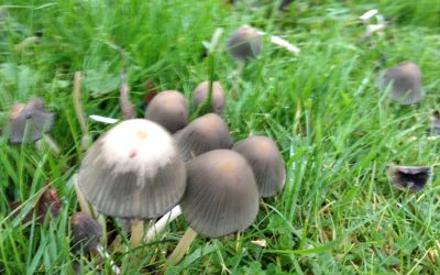 LEVEL 2 FOOD SAFETY E-LEARNING (MANUFACTURING, CATERING & RETAIL)