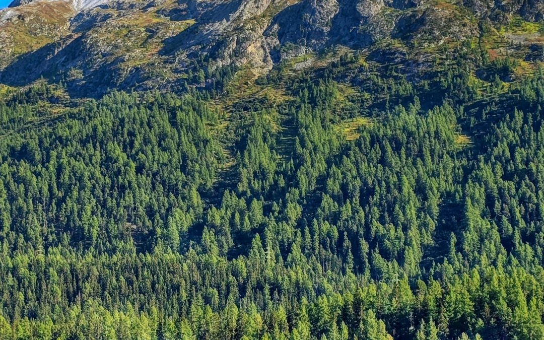 ENVIRONMENTAL AWARENESS E-LEARNING
